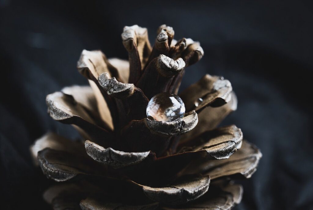 Glass sphere nestled inside a pinecone